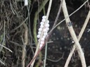 IMG_0598_Native Apple Snail Eggs