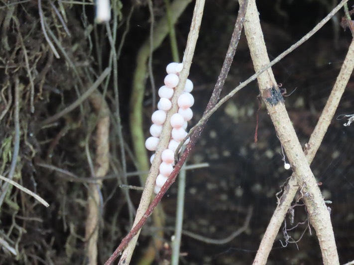 IMG_0598_Native Apple Snail Eggs