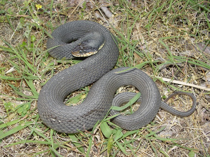 Plain-bellied Watersnake | Brad Glorioso’s Personal Website Amphibians